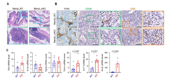 AOM/DSS-induced colonic tumor tissues 분석 (A) HE staining. (B) IHC를 통한 F4/80, CD206 및 CD86 염색. (C) colonic tumor tissues에서의 cytokine mRNA levels 분석