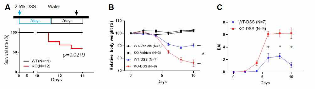 Macrophage-specific NAMPT deleltion에 따른 DSS-induced colitis의 병증 심화 정도 비교. (A) DSS 투여 일정 및 그에 따른 survival rate. (B) DSS 투여에 따른 몸무게 변화. (C) DSS투여에 따른 disease activity index (DAI) score.