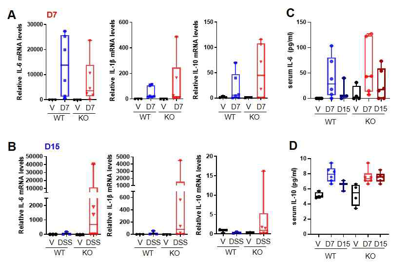 DSS-induced colitis model에서 (A, B) colonic tissues의 cytokine mRNA levels, (C) serum에서의 cytokine levels 측정.