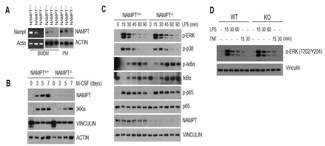 NAMPT KO BMDM에서의 LPS 및 TNF signaling pathway 확인. (A) BMDM 및 peritoneal macrophage에 서의 NAMPT KO validation. (B) M-CSF 처리를 통한 BMDM 분화 정도에 따른 NAMPT 발현 확인. (C, D) NAMPT expression 유무에 따른 BMDM에서의 LPS 및 TNF signaling activation 정도 확인.