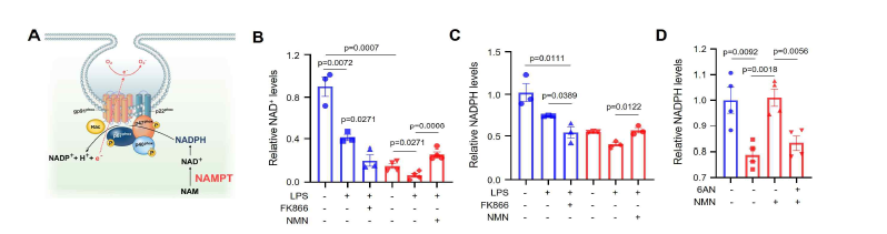 NAMPT에 의한 macrophage에서의 NADPH level 조절 확인. (A) NAMPT에 의한 phagocytosis activity 조절 기전 모식도. (B, C, D) BMDM에서의 NAD+, NADPH level 측정.
