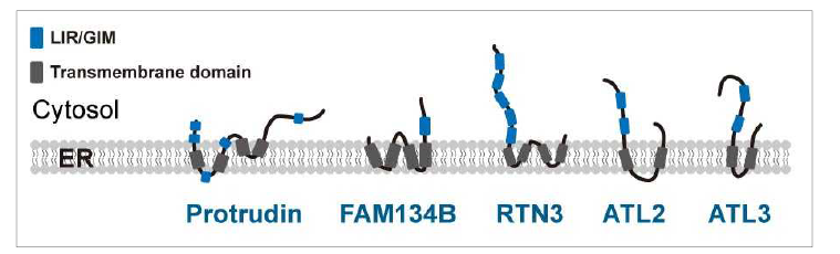 Protrudin과 ER-phagy 수용체 단백질과의 구조적 유사성