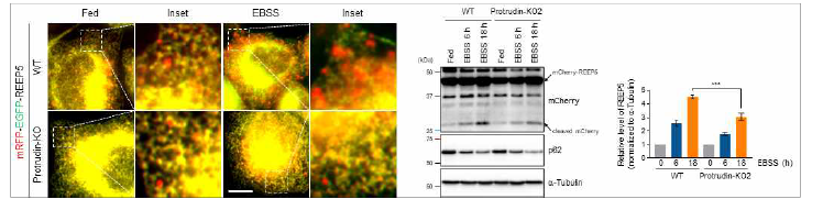 EATR 및 CCER assay를 통한 protrudin의 REEP5 분해 기능 확인