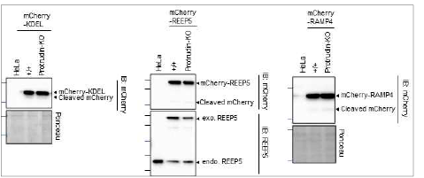 CCER assay 시스템 구축