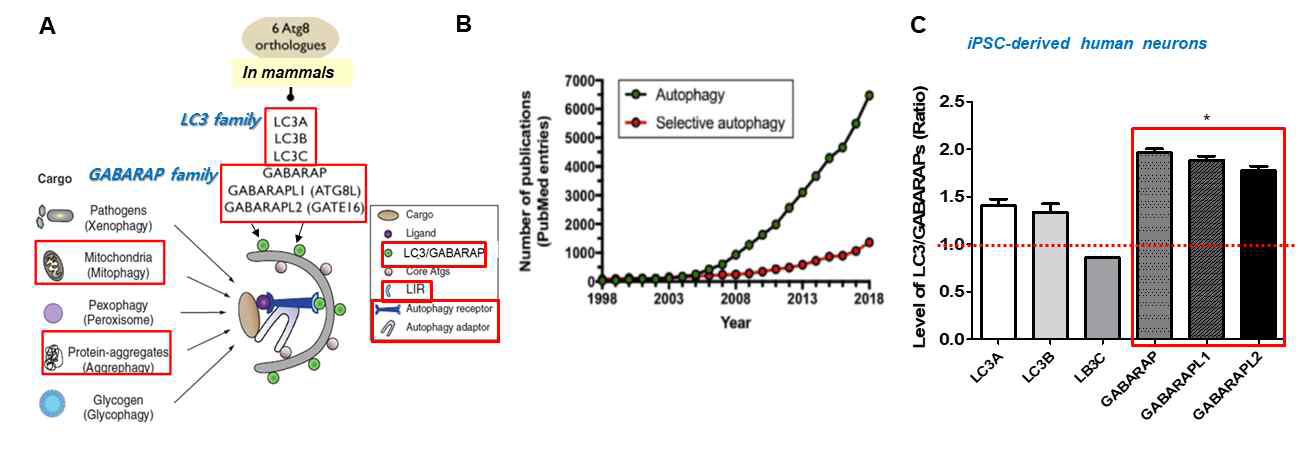 Selective autophagy and LC3/GABARAP family protein