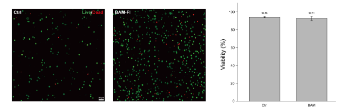 Jurkat 세포에 FL-BAM을 처리한 이미지와 생존율 비교 결과.