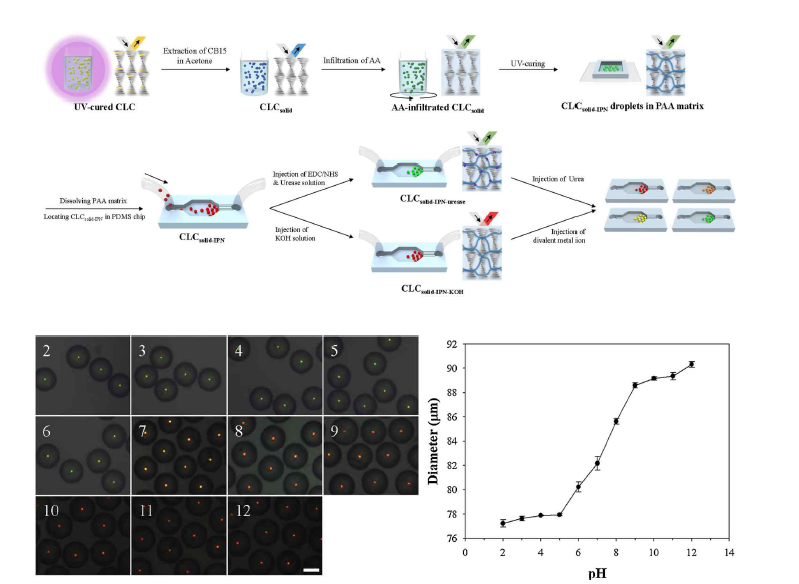 (위) 광결정 IPN droplet의 제조 및 PDMS chip의 제조 과정, (아래 왼쪽) 광결정 IPN droplet의 pH에 따른 광학현미경 사진, 숫자 및 scale 바는 pH 및 50μm를 나타냄, (아래 오른쪽) pH에 따른 광결정 IPN droplet의 지름 변화.