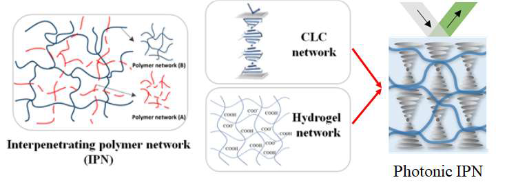 CLC 네트워크와 수화젤 네트워크로 제조된 상호 침투된 구조 (interpenetrating polymer network, IPN)의 광결정 센서.