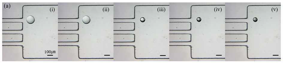 Poly(NIPAM-co-AA) droplet의 PDMS chip에서의 사진; Cnipam = 90 mole%, pH 5 buffer solution at (i) 25, (ii) 30, (iii) 40, (iv) 50, and (v) 60℃.