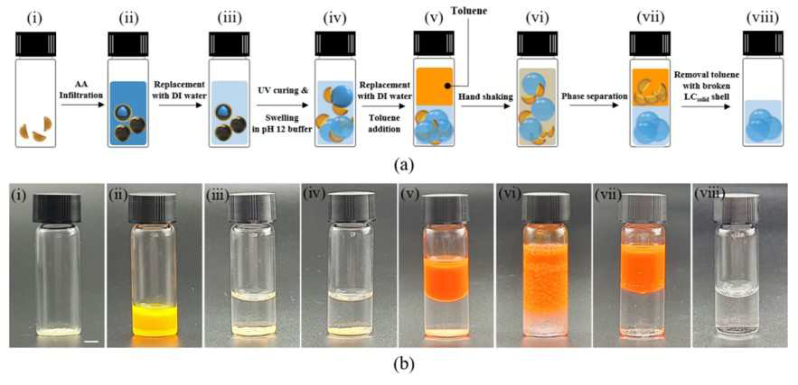 LCsolid shell을 사용하여 hydrogel droplet을 생산하는 (a) 모식도 및 (b) 각 단계에서 LCsolid shell을 포함하는 바이엘 사진.