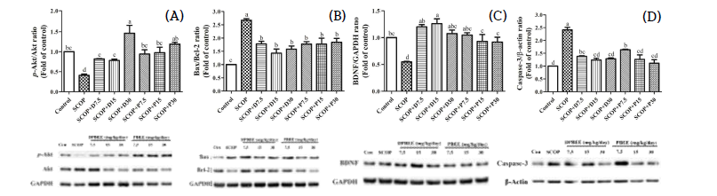 DPBEE 및 PBEE를 투여한 스코폴라민(SCOP) 유도 SD rat의 해마에서의 western blot 법을 이용한 신경 세포 사멸과 관련된 단백질 평가 (A) p -Akt/Akt , (B) Bax/Bcl-2, (C) BDNF/GAPDH, (D) caspase-3/β-actin.