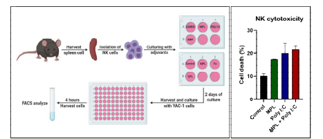 마우스 비장유래 자연살해세포에서 어쥬번트 후보물질 처리 후 세포독성능력 증가 확인