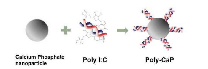 Poly I:C-functionalized Calcium Phosphate Nanoparticle (Poly-CaP)의 모식도