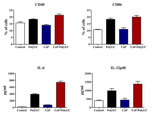 마우스 수지상세포에서 PolyI:C-CaP의 cytokine 생산 능력 증가 확인