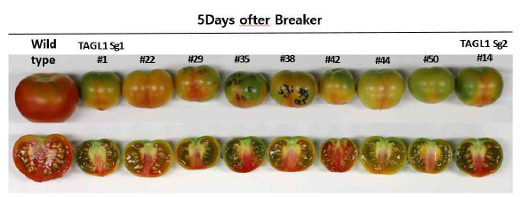 TAGL1 형질전환체 TO세대의 B+5 단계에서 계통별 표현형 차이
