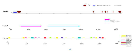 TAGL1 유전자 구조 분석