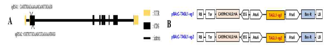 TAGL1 유전자 편집을 위한 sgRNA target site(A), RISPR-Cas9시스템을 적용한 2종의 TAGL1 벡터 구축(B)