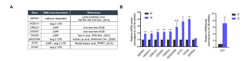 노화세포에서 endogenous NMD substrate mRNA의 안정화 확인