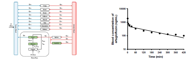 전신 PBPK 모델 모식도 및 얼투글리플로진 정맥주사 PBPK 모델 시뮬레이션