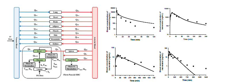 왼쪽: 레스베라트롤의 전신 PBPK 모델 모식도, 오른쪽: 레스베라트롤 PBPK 모델 시뮬레이션