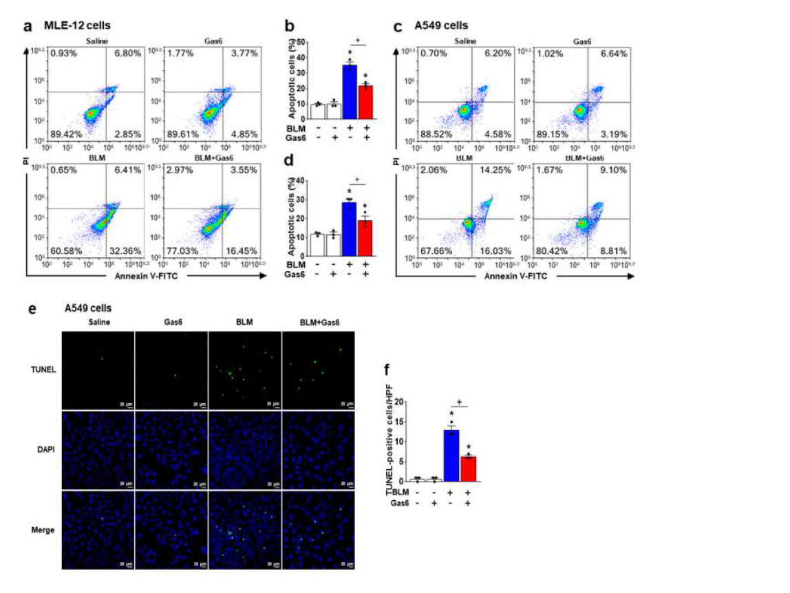 Gas6 in vitro 투여에 의한 폐포상피세포 사멸억제 작용. (a–d) The cell viability was measured by flow cytometry after Annexin V−FICT/PI dual staining. (b,d) Apoptotic cells were quantified as the sum of the percentages of early and late stages of apoptosis. (e) Representative images of apoptosis in A549 cells by TUNEL assay (original magnification: ×200). Nuclei were observed by DAPI staining. Scale bar = 20 μm. (f) Quantitation of the number of TUNEL−positive cells (number/HPF) in the different groups.