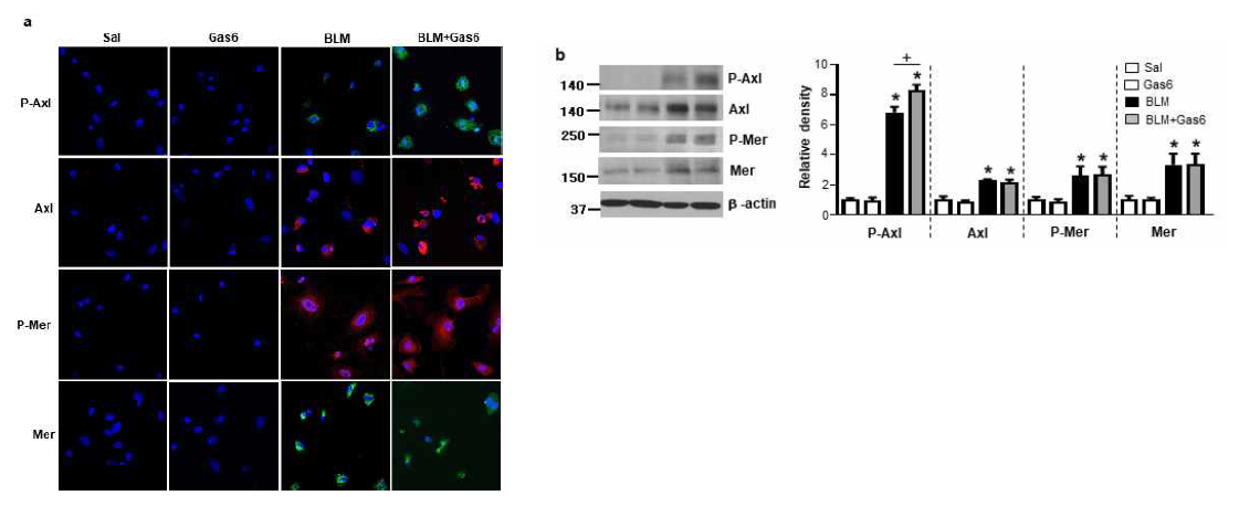 Gas6의 in vivo 투여(50 μg/kg/2 day, i.p.) 후 수용체 AXL 및 Mer의 발현 및 활성화 (a) 일차 AT II 세포에서 P-Axl, Axl, P-Mer, Mer 발현을 나타내는 면역형광 염색 (b) 왼쪽: Western blot을 이용하여 폐조직에서 P-Axl,,Axl,,P-Mer, Mer 발현을 나타냄. 오른쪽: Densitometirc 분석을 통한 식염수 투여군 대비 P-Axl, Axl, P-Mer, Mer 발현 정도를 나타냄.