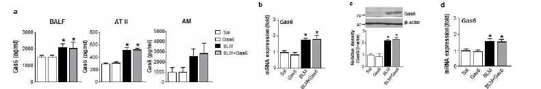 Gas6 투여 후 14일 폐에서 Gas6 수준. (a) BALF, ATII 및 폐포대식세포 배양액에서 ELISA를 이용한 Gas6 양 분석 (b, d) ATII 세포 및 폐조직에서 qRT-PCR을 통한 Gas6 mRNA 발현 분석 (c) 폐조직에서 면역블랏을 통한 Ga6 단백질양 분석