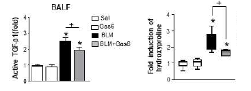 Gas6 투여에 의한 활성화 TGF-β1 및 hydroxyproline 생성 억제효과 (왼쪽) BALF에서 ELISA를 이용한 TGF-β1 양 분석 (오른 쪽) 폐조직에서 hydroxyproline 양 분석