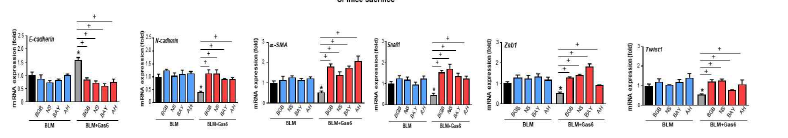 억제제 투여에 의한 Gas6의 EMT 억제 작용이 반전됨. 왼쪽부터 제시한 EMT 관련 인자들의 mRNA 발현을 qRT-PCR로 분석함.