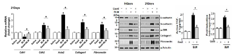 Gas6의 in vivo 투여(50/kg/day, i.p.)시 폐섬유증이 억제됨. (왼쪽, 가운데) BLM 투여 14 또는 21일에 폐조 직에서 EMT 마커 및 ECM의 mRNA와 단백질 발현이 억제됨. (오른쪽) BLM 투여 21일에 기관지폐포 세척액에서 활 성형 TGFβ1와 폐조직에서 hydroxyproline 생성이 억제됨.