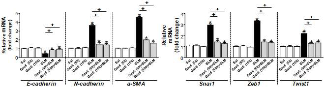 Gas6의 in vivo 투여(50 또는 100 μg/kg/day, i.p.)에 의한 EMT 마커 및 조절 전사인자의 mRNA 변화