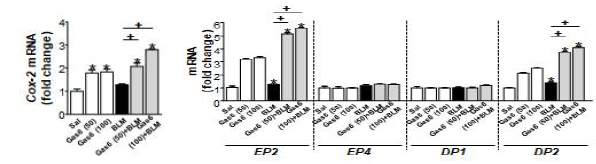 일차 폐포상피 세포 type II에서 Gas6의 in vivo 투여(50 또는 100 μg/kg/day, i.p.)에 의한 COX-2, EP2, DP2의 mRNA 변화
