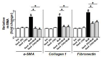 일차 폐섬유아세포에서 Gas6의 in vivo 투여(50 또는 100 μg/kg/day, i.p.)에 의한 일차 섬유아세포 활성화 마커의 발현 변화