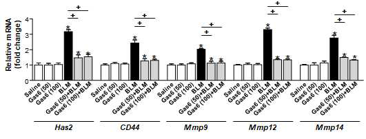 일차 폐섬유아세포에서 Gas6의 in vivo 투여에 의한 일차 섬유아세포에서 Has2, CD44, MMP9, MMP12, MMP14의 mRNA 발현 변화