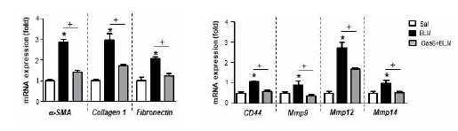 일차 폐섬유아세포에서 Gas6의 in vivo 투여(50 μg/kg/2 day, i.p.)에 의한 일차 섬유아세포 활성화 마커 및 Has2, CD44, MMP9, MMP12, MMP14의 발현 변화