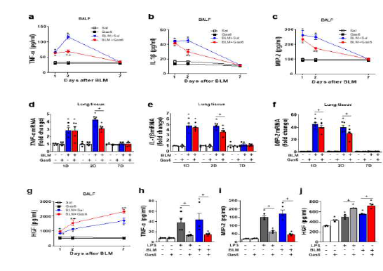 BLM 투여 후 1-7일에 Gas6의 투여(50/kg/day, i.p.)에 의한 염증성 사이토카인, 염증억 제 사이토카인 생성 변화. (a–c,g) ELISA of TNF−α, IL−1 β, MIP −2, and HGF protein levels in the BAL fluid. (d–f) qPCR analysis of TNF−α, IL−1β, and MIP−2 mRNA levels in lung tissue. (h–j) ELISA of TNF−α, MIP−2, and HGF protein levels in culture media of BMDMs pretreated with 400 ng/mL rGas6 before treatment with LPS (1 ng/mL) or BLM (5 μg/mL) for 24 h.