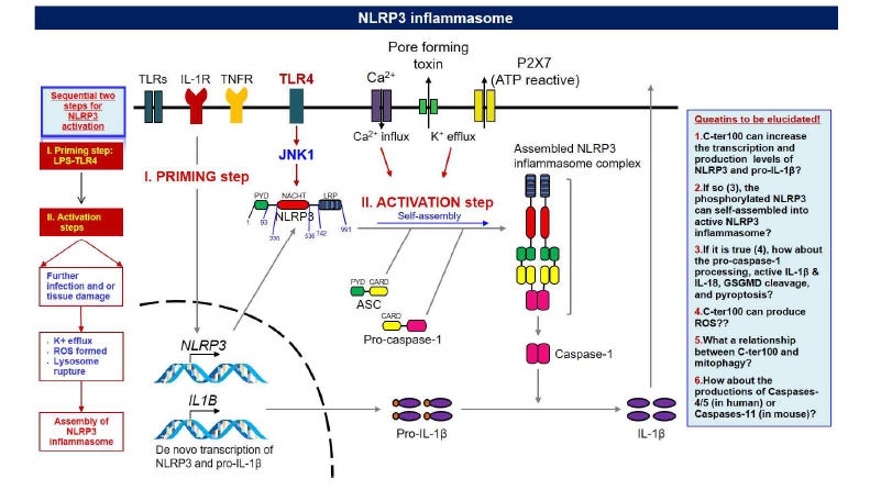 Activation of NRLP3 inflammasome