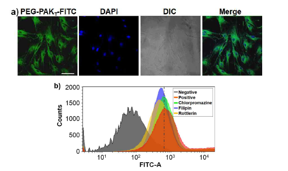 PAKT의 세포 내 포획과정 연구. Macropinocytosis and clathrin-mediated endocytosis 가 핵심 미케니즘임을 규명함.
