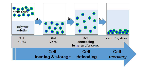 Hypothermic cell preservation protocol.