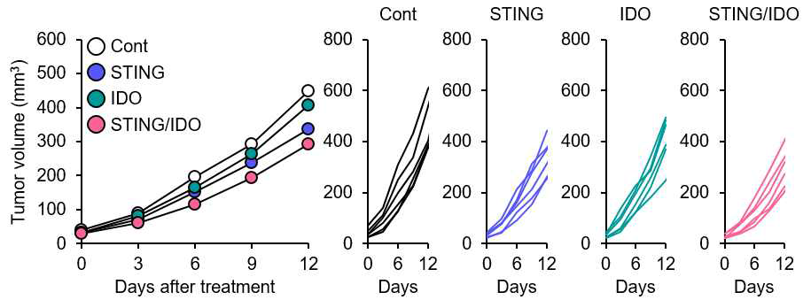 STING/IDO 이중기능 나노수송체의 종양 성장 억제 효과