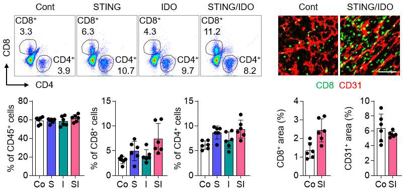 STING/IDO 이중기능 나노수송체 투여에 따른 종양 내 CD8 T세포 침윤