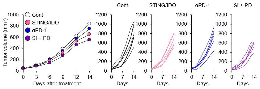 STING/IDO 이중기능 나노수송체와 PD-1 면역관문 억제제의 병합치료 효과