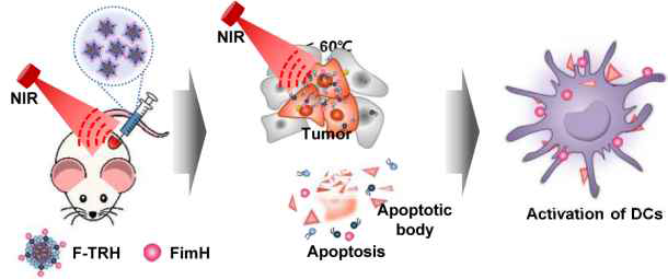 열 반응성 하이브리드 나노입자(F-TRH)를 이용한 면역 – 광열 치료 개략도