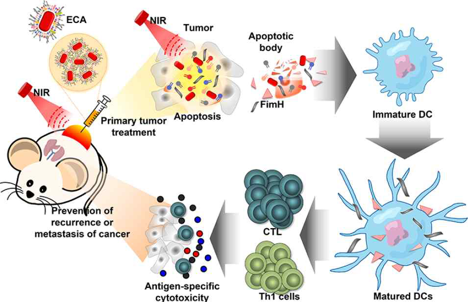 대장균 유사 금 나노 막대를 이용한 면역 암 치료과정 개략도