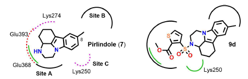 Pirlindole(7)과 그 유도체(9d)의 TEAD1 단백질 간의 주요 상호 작용을 제안 함. 수소 결합은 녹색선, π- 양이온 상호 작용은 자주색, salt-bridge 상호작용은 빨간 색 점선으로 표시함