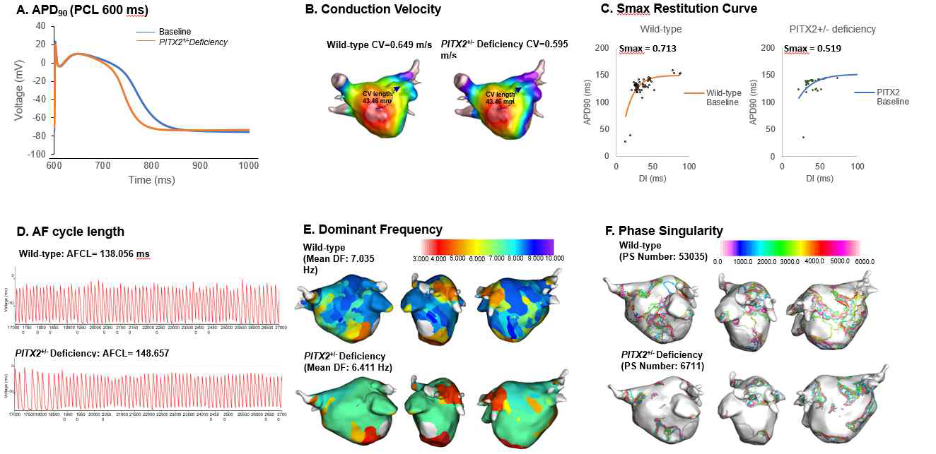 3차원 Wild-type 및 PITX2 심방세동 모델에 대한 Baseline study의 결과 (Hwang I, Pak hn, et al. Frontiers in physiology 12 (2021))1