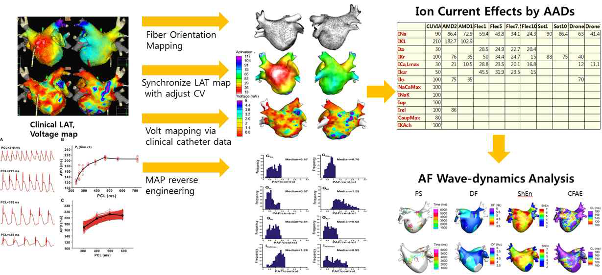 환자 개인특이성 현실적 심방세동 모델링을 활용한 가상 항부정맥제 테스트 프로토콜. 환자의 심장영상, 전극도 맵핑, 단상활동전위 양상을 활용하여 해부학, 조직학, 전기생리학적 특성을 반영한 심방세동 모델링 후 이온통로 차단/개방제인 가상항부정맥제를 테스트 함으로 항부정맥제 투 여 후의 심방세동 파동역학 변화와 심방세동 종료 또는 단순화 양상을 비교평가하고자 함.