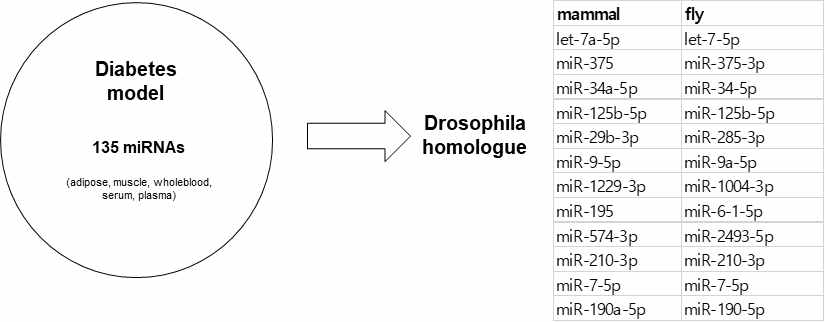 마우스 인슐린 저항에 관여하는 135개 microRNA 중 초파리에 존재하는 microRNA 명단