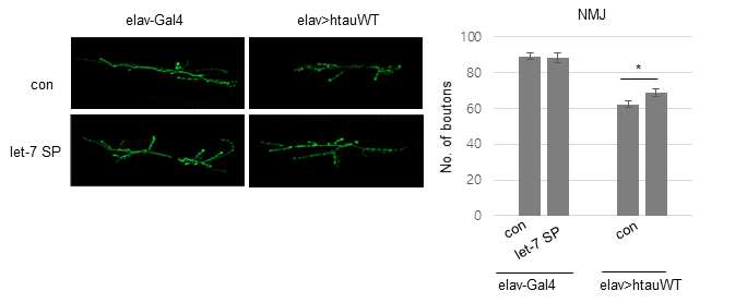 let-7 SP 가 hTau 초파리 neuromuscular junction 에서 시냅스의 결함을 완화