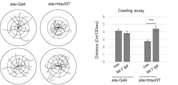 let-7 SP 가 hTau 초파리 운동성을 증진
